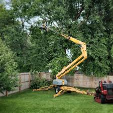 How Our Tree Care Process Works  in  Lake Holiday, IL